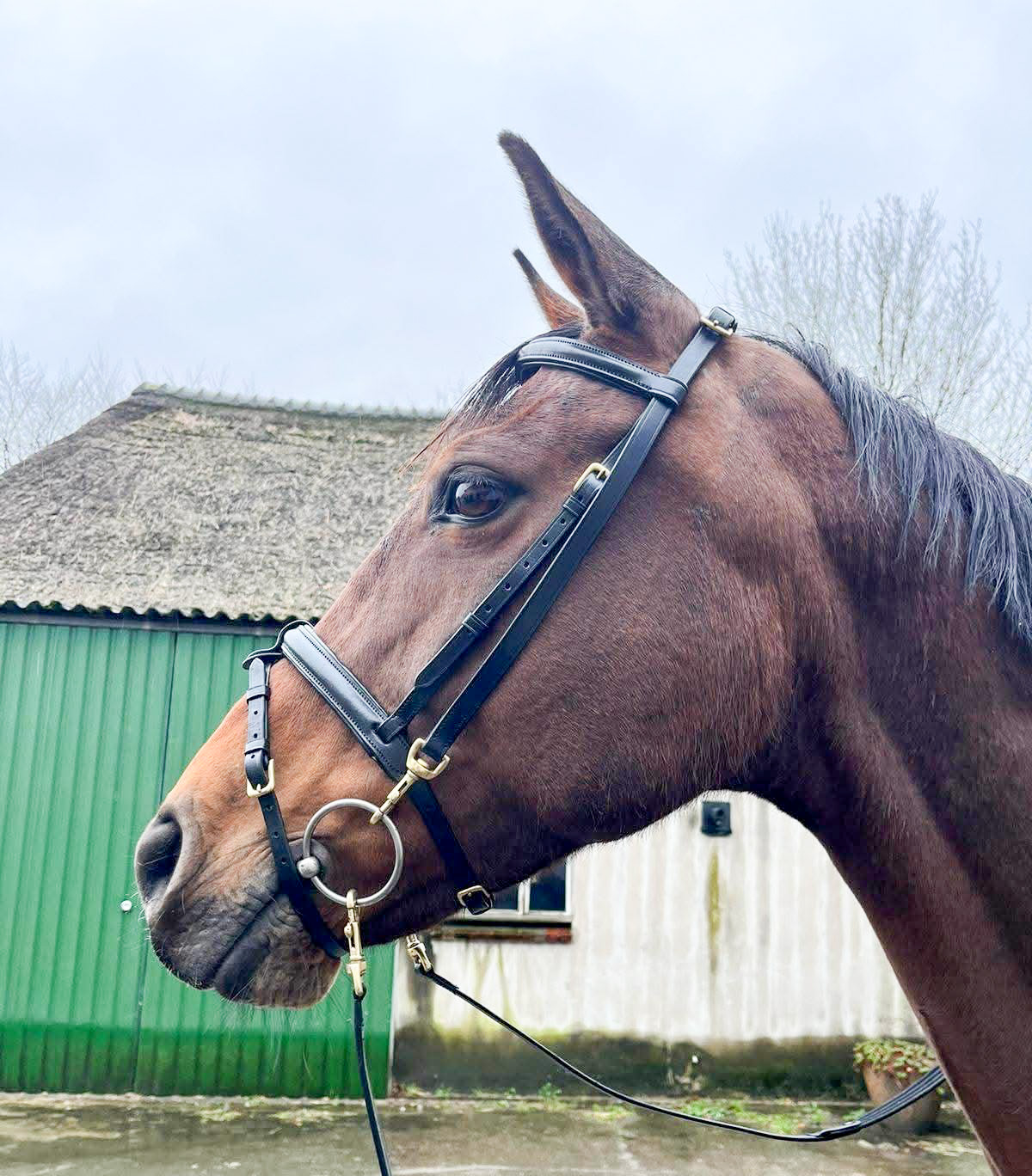 GN bridle